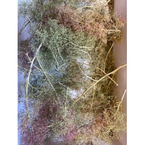 CMC Assorted Seafoam Trees